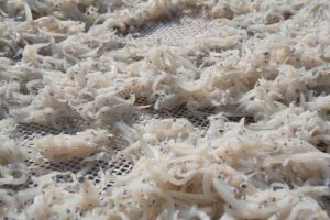 しらす漁が始まりました(^^)/